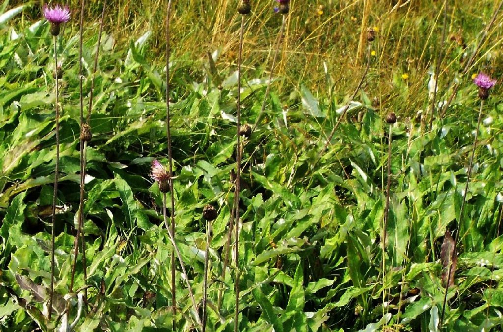 Cirsium heterophyllum