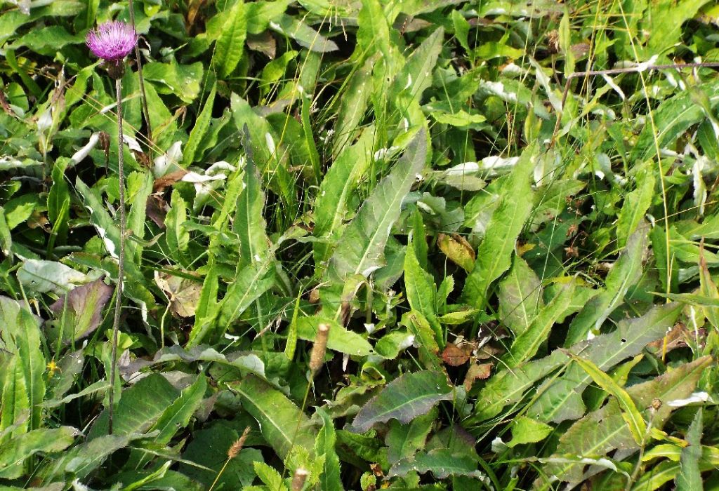 Cirsium heterophyllum