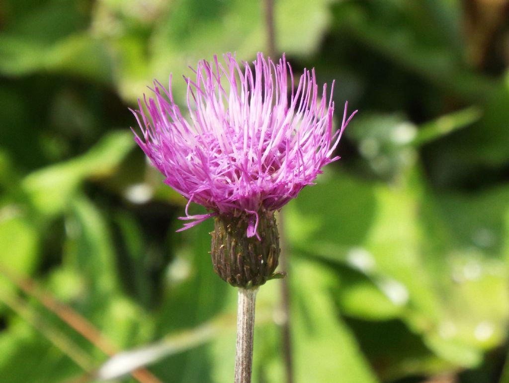 Cirsium heterophyllum