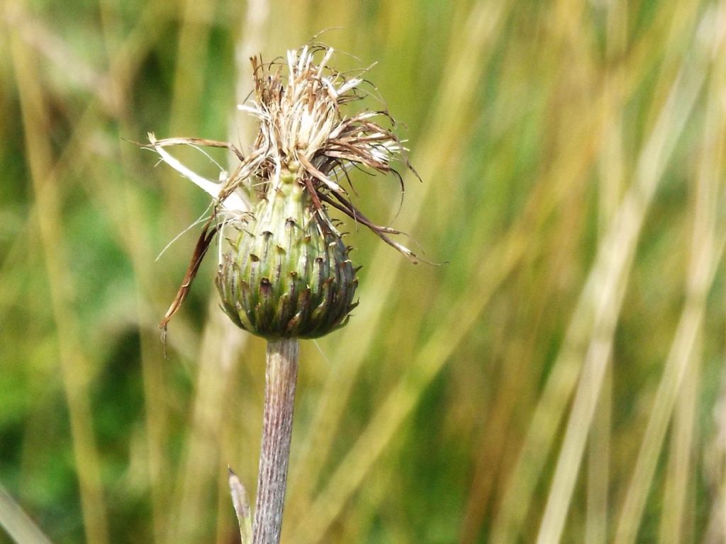 Cirsium heterophyllum