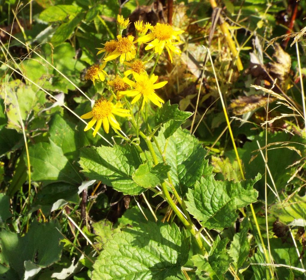 Asteracea - Jacobaea alpina