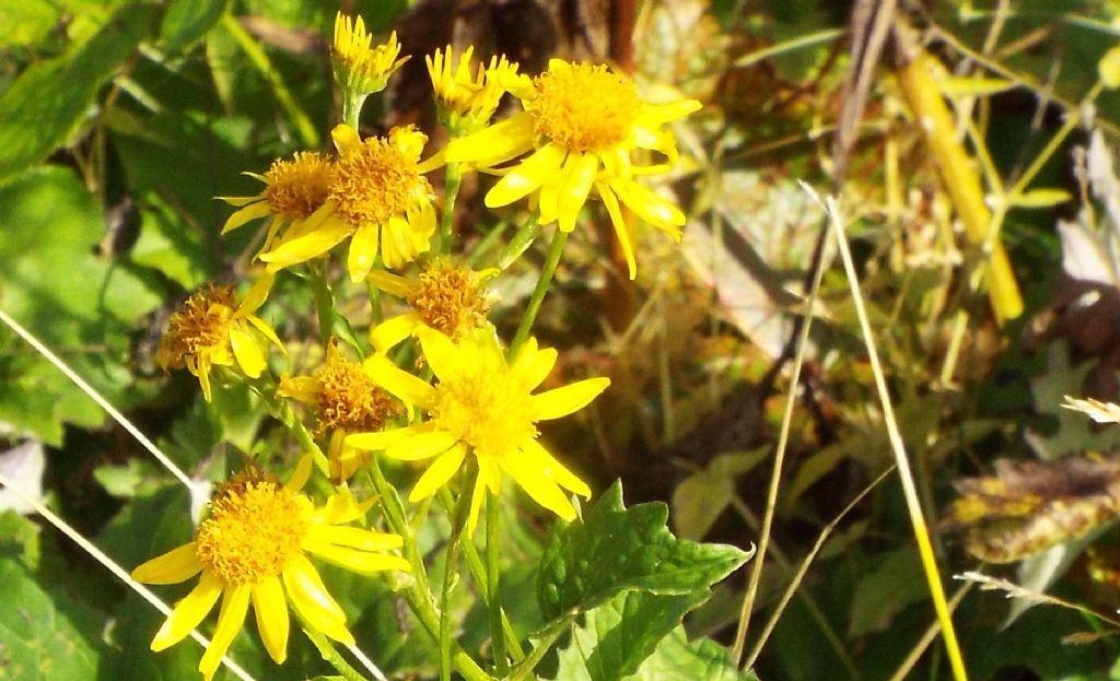 Asteracea - Jacobaea alpina