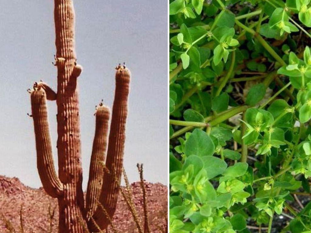 Euphorbia virosa virosa (Euphorbiaceae) - Namibia