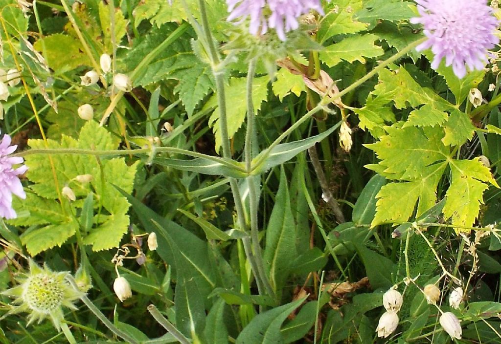 Knautia longifolia / Ambretta alpina