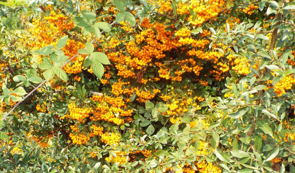 Pyracantha sp.  (Rosaceae)