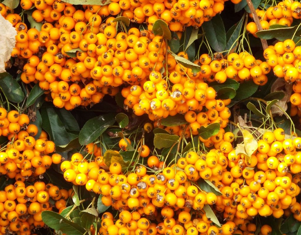 Pyracantha sp.  (Rosaceae)