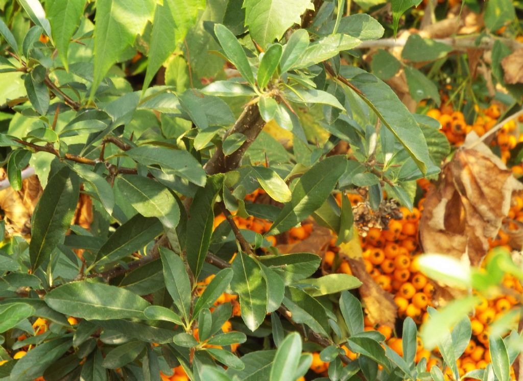 Pyracantha sp.  (Rosaceae)