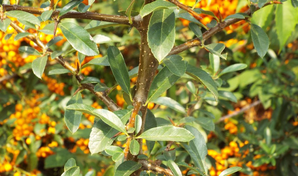 Pyracantha sp.  (Rosaceae)