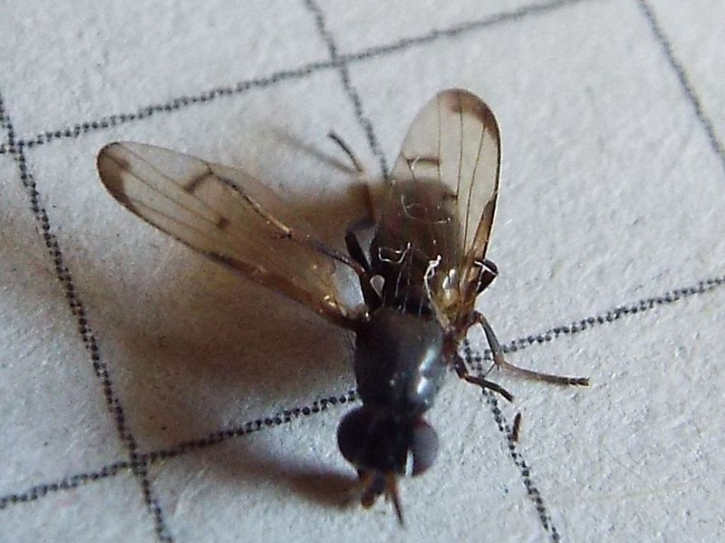 Ulidiidae: Herina paludum