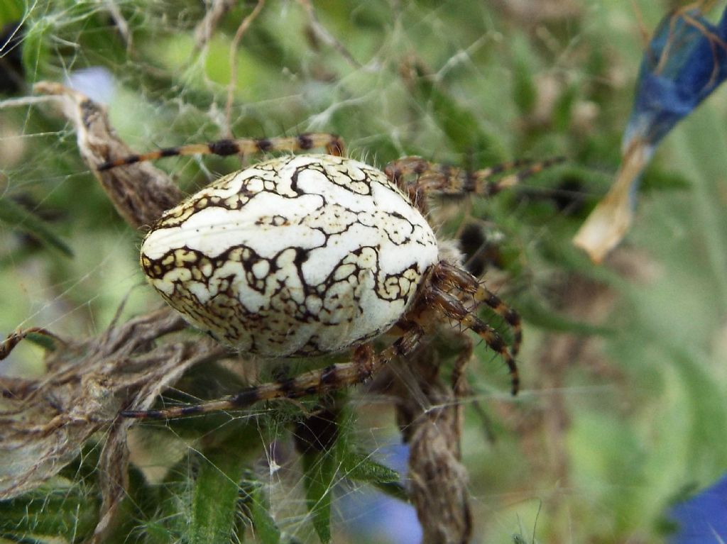 Araneus?  No,  Aculepeira ceropegia  -  Vigo di Fassa (TN)