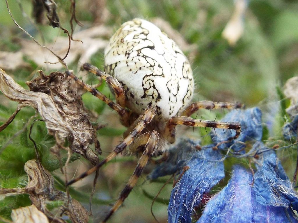 Araneus?  No,  Aculepeira ceropegia  -  Vigo di Fassa (TN)