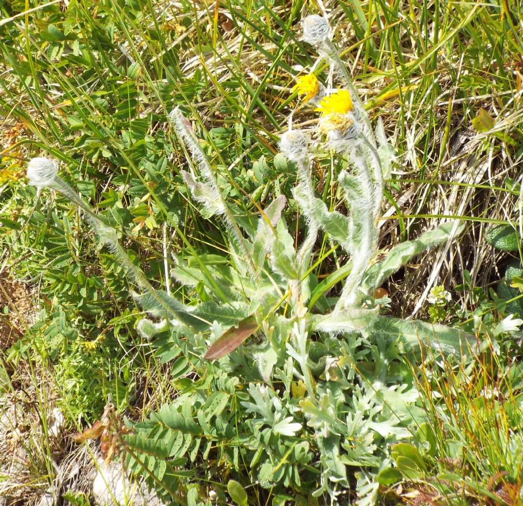 Asteracea pelosissima - Hieracium sp.