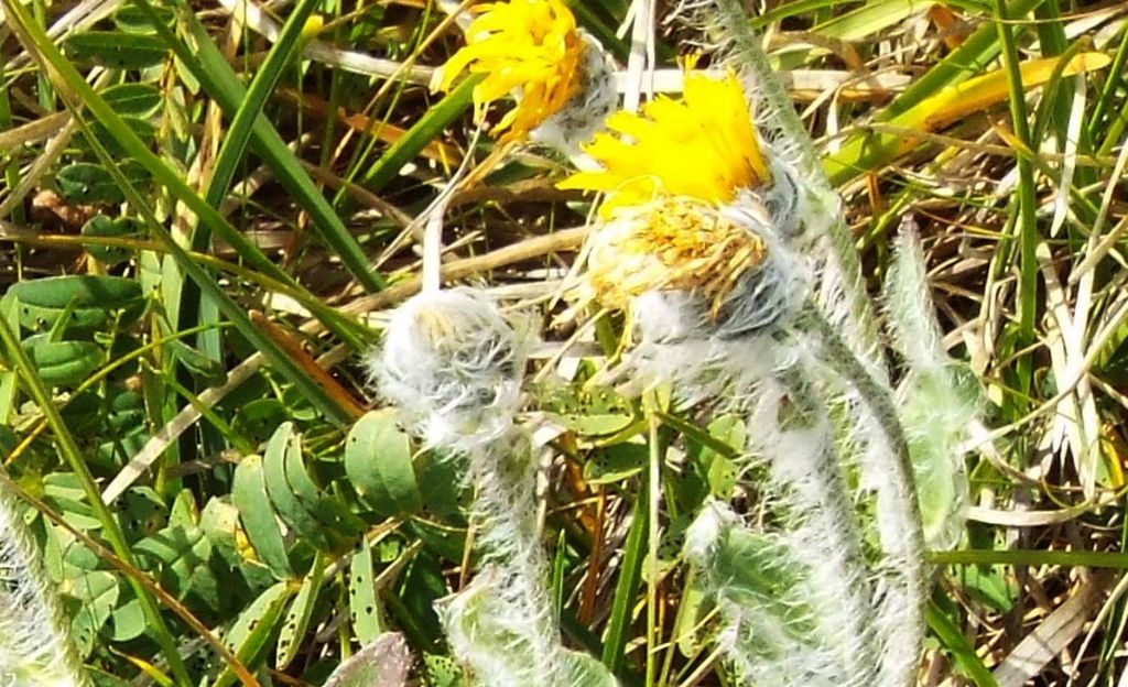 Asteracea pelosissima - Hieracium sp.