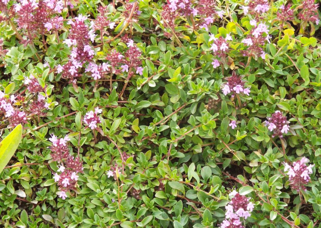 Lamiaceae:  Thymus sp.