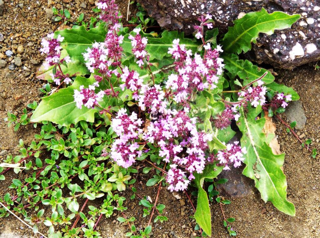 Lamiaceae:  Thymus sp.