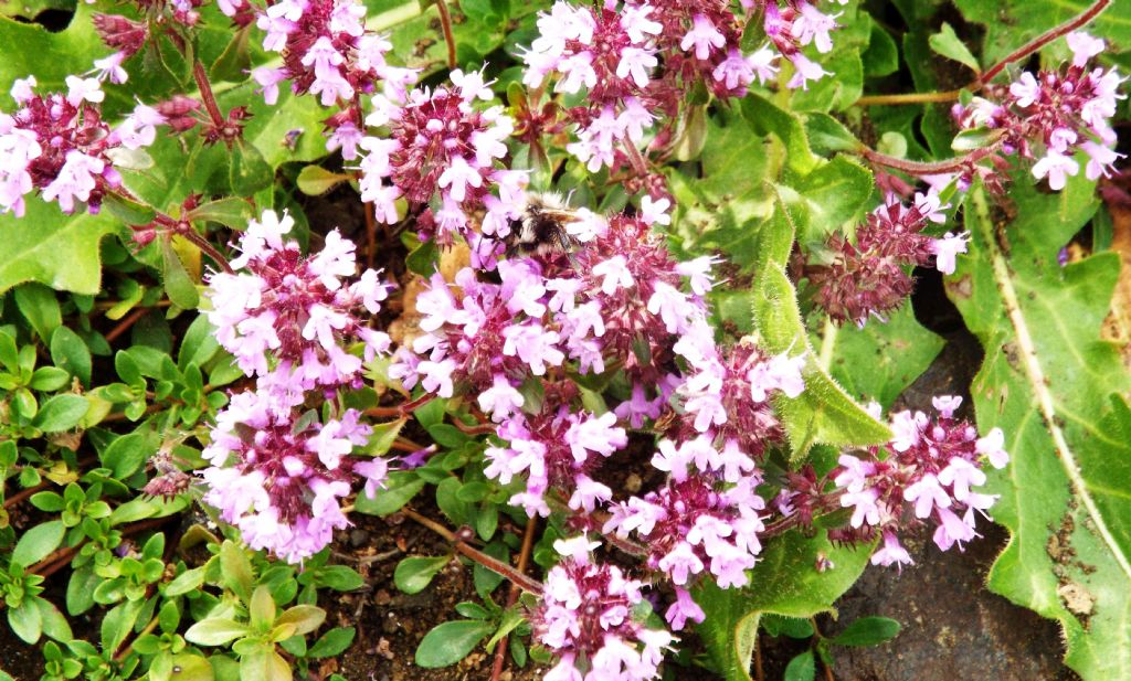 Lamiaceae:  Thymus sp.