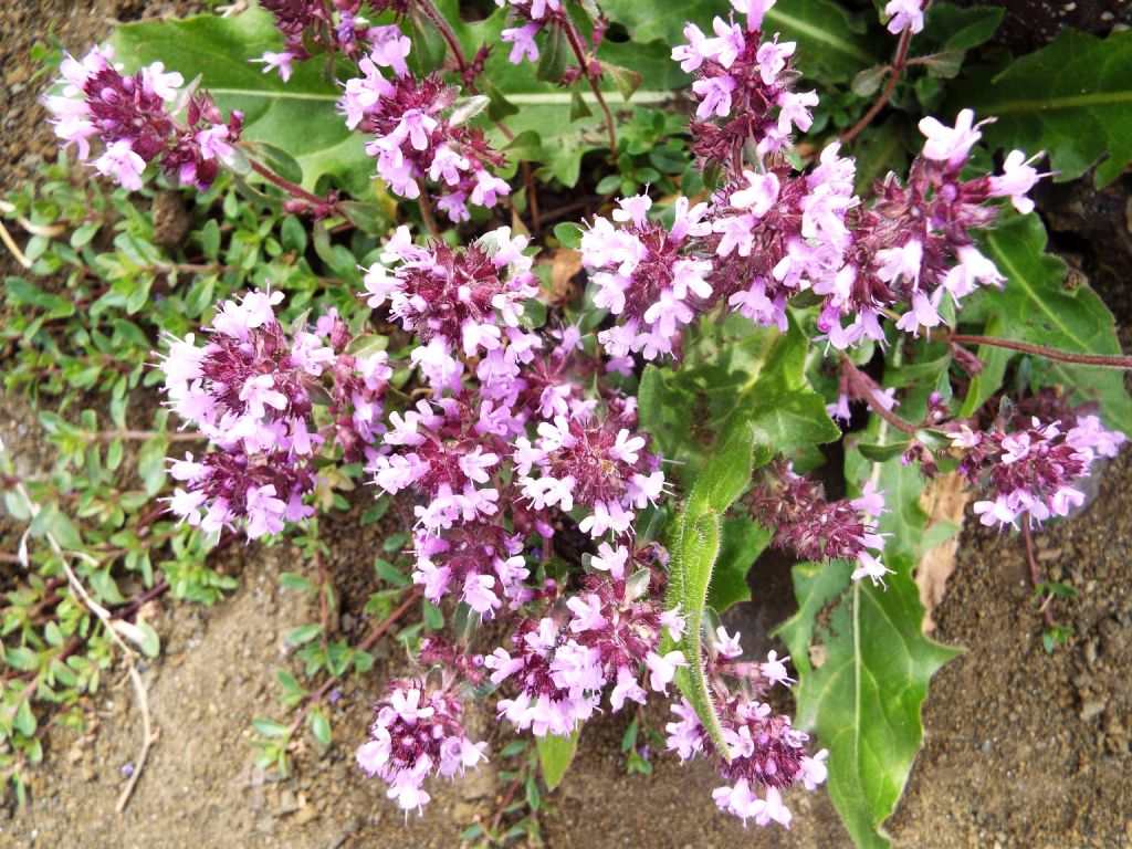 Lamiaceae:  Thymus sp.