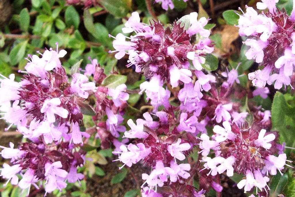 Lamiaceae:  Thymus sp.