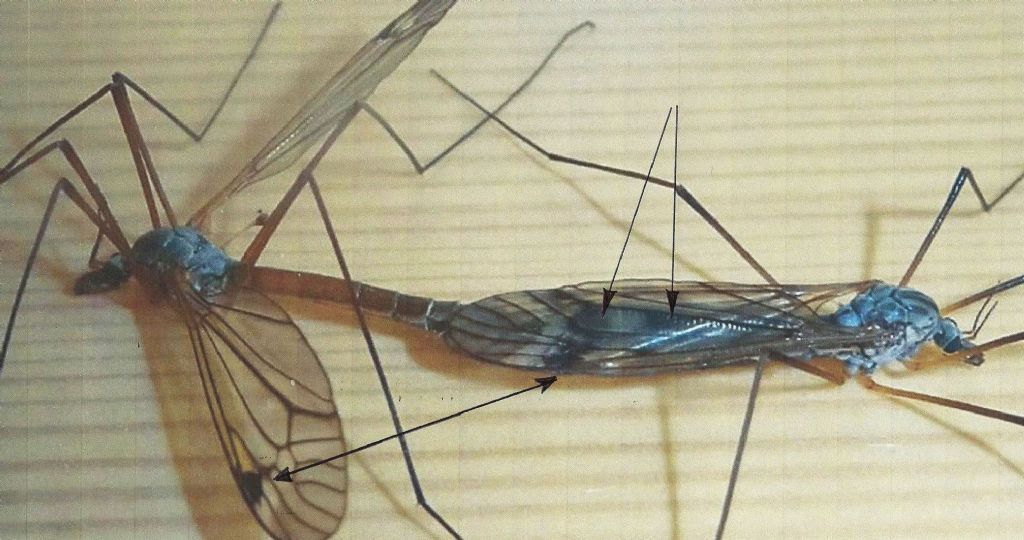 accoppiamento Tipulidae:  Tipula sp.