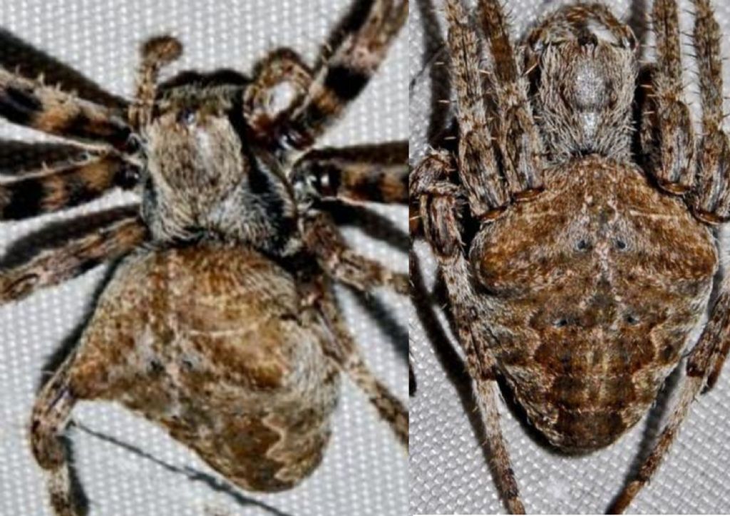 Araneus angulatus - Sant''Albano Stura (CN)