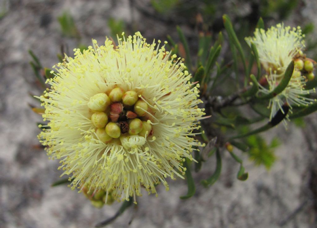 Melaleuca sp. sensu Craven - (Myrtaceae) Australia (WA)