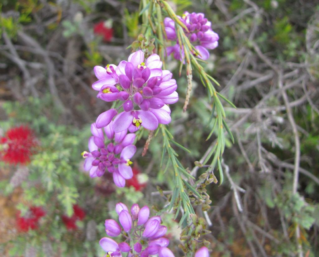 Comesperma cf. virgatum (Polygalaceae) - Australia (WA)