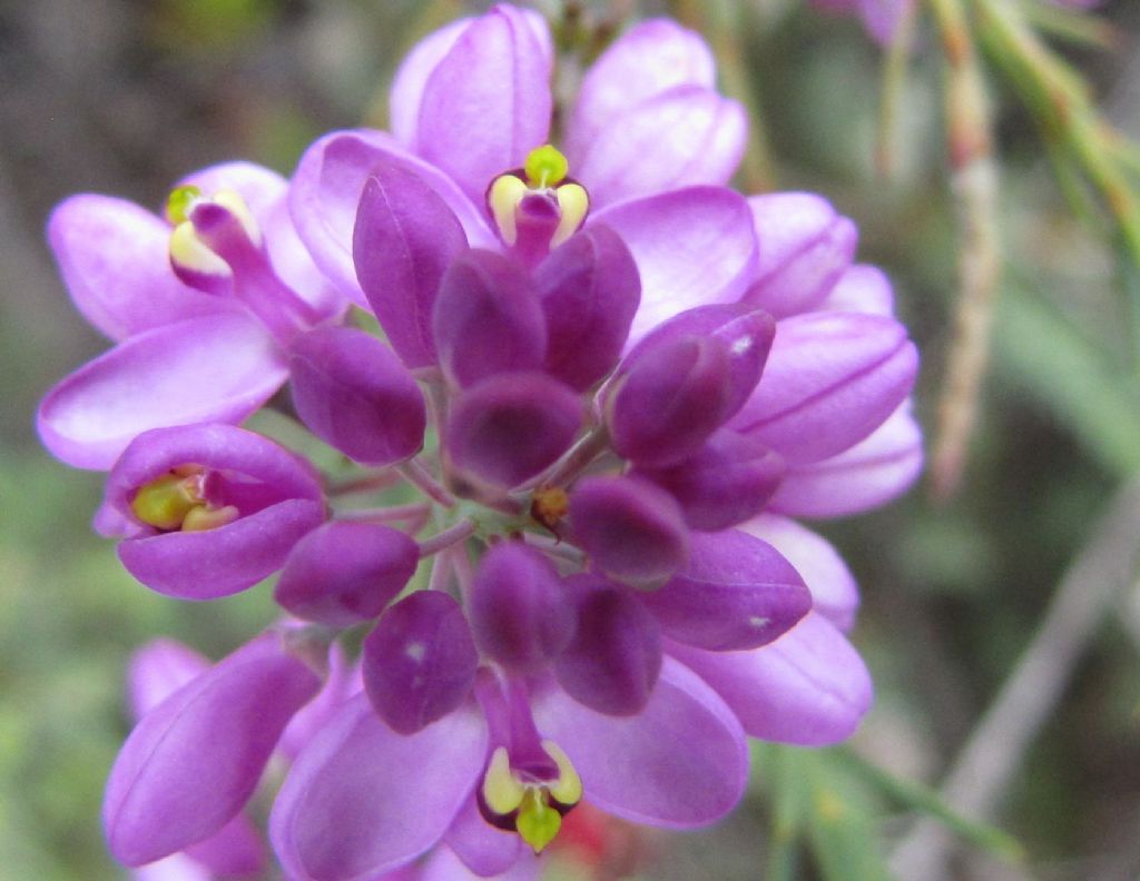 Comesperma cf. virgatum (Polygalaceae) - Australia (WA)