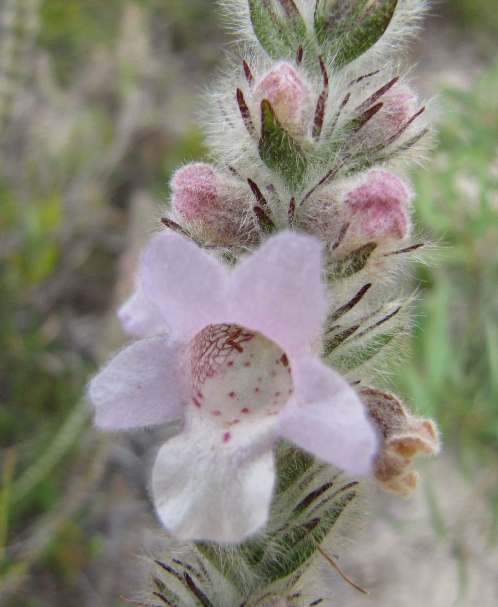 Hemiphora bartlingii (Lamiaceae) Australia(WA)