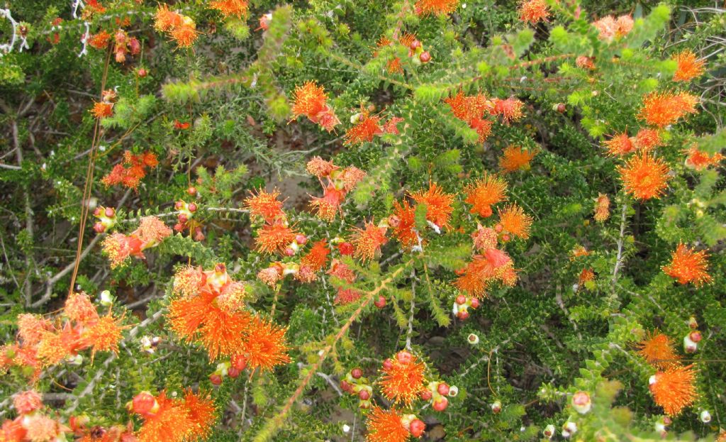 Eremaea beaufortioides e Melaleuca sensu Craven - WA