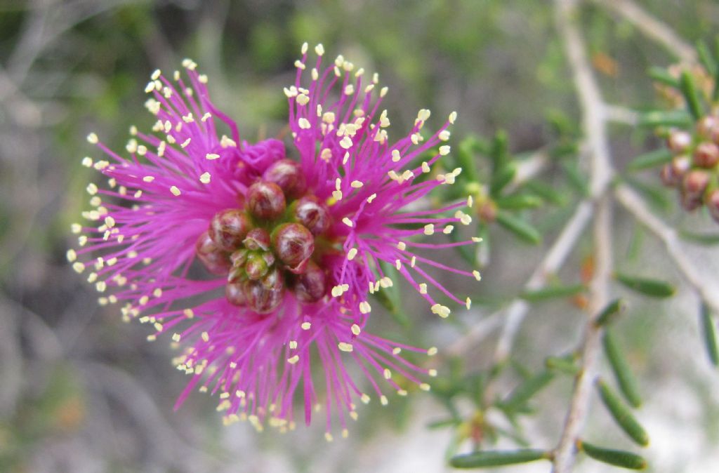 Eremaea beaufortioides e Melaleuca sensu Craven - WA