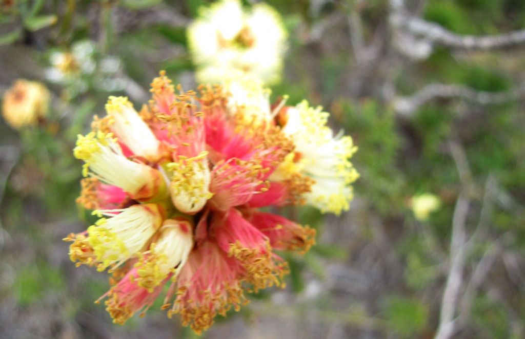 Eremaea beaufortioides e Melaleuca sensu Craven - WA