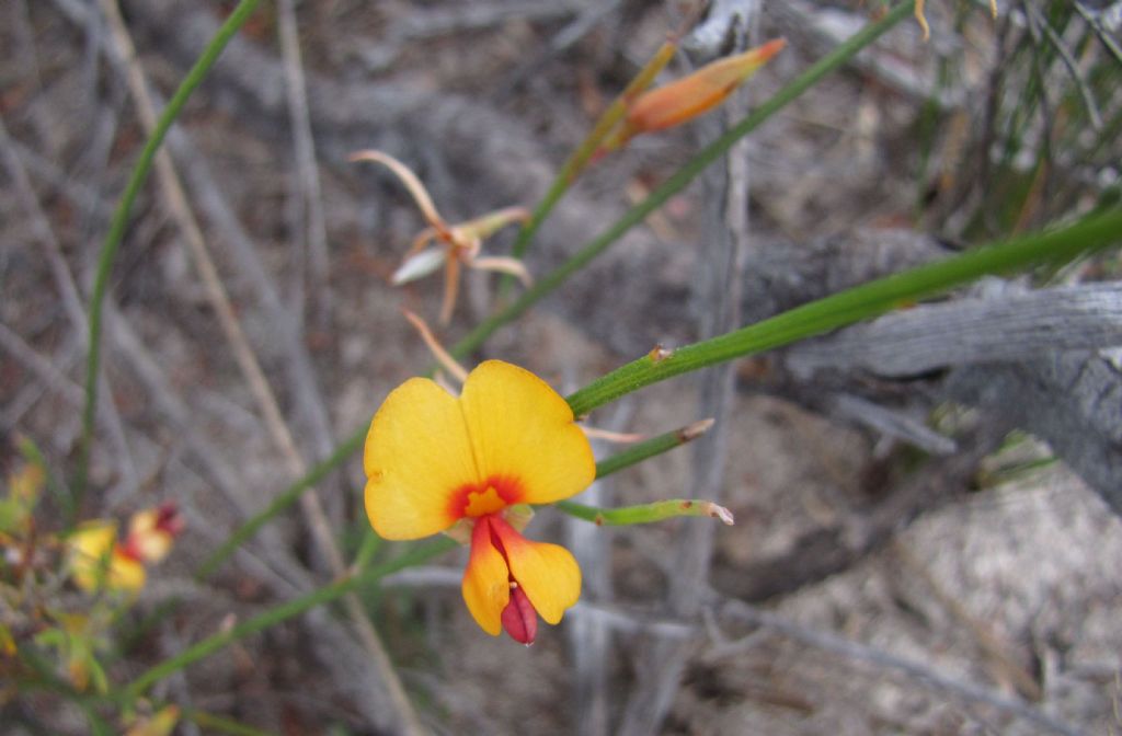 Jacksonia sternbergiana cfr.  (Fabaceae)  Australia (WA)