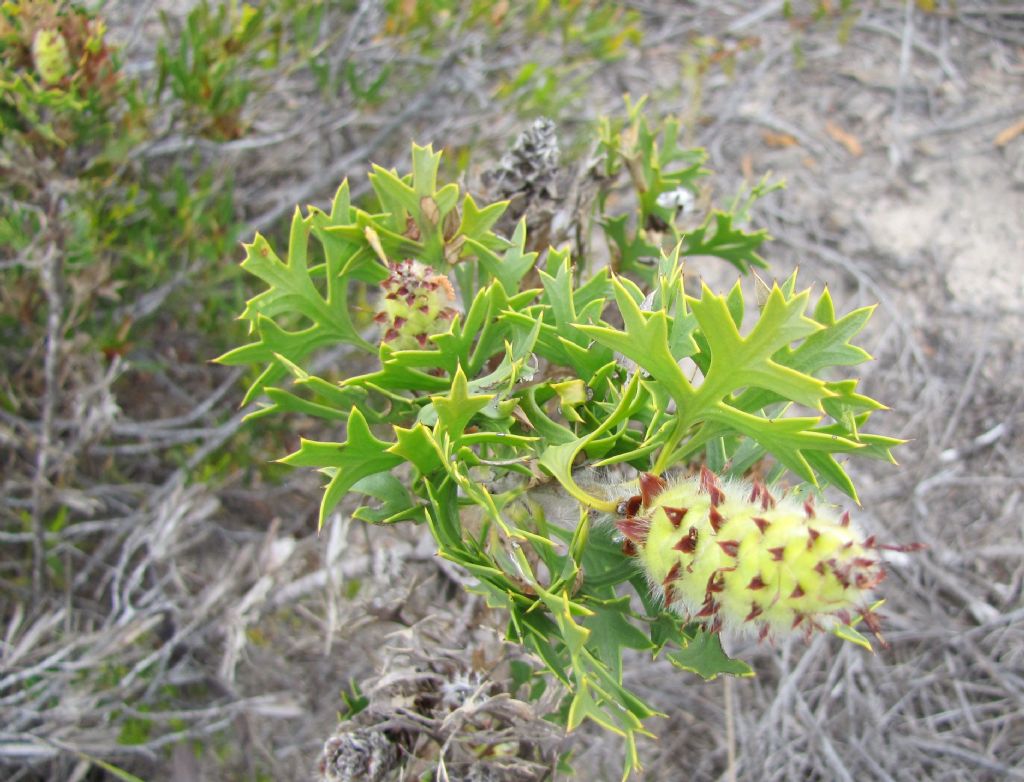 Petrophile macrostachya (Proteaceae)  - Australia (WA)