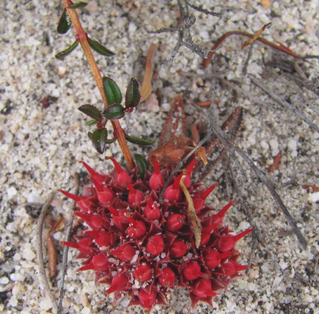 Darwinia virescens (Myrtaceae) Australia (WA)