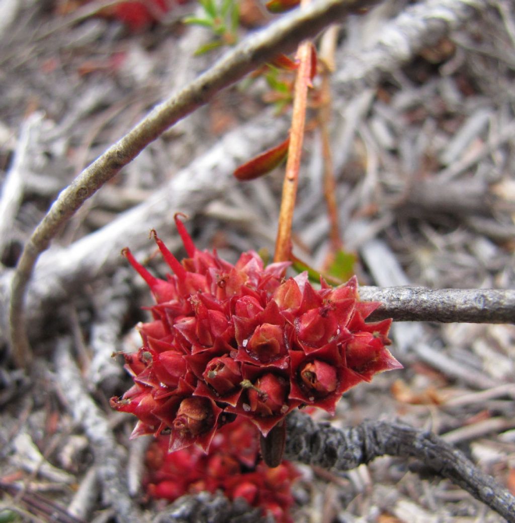 Darwinia virescens (Myrtaceae) Australia (WA)