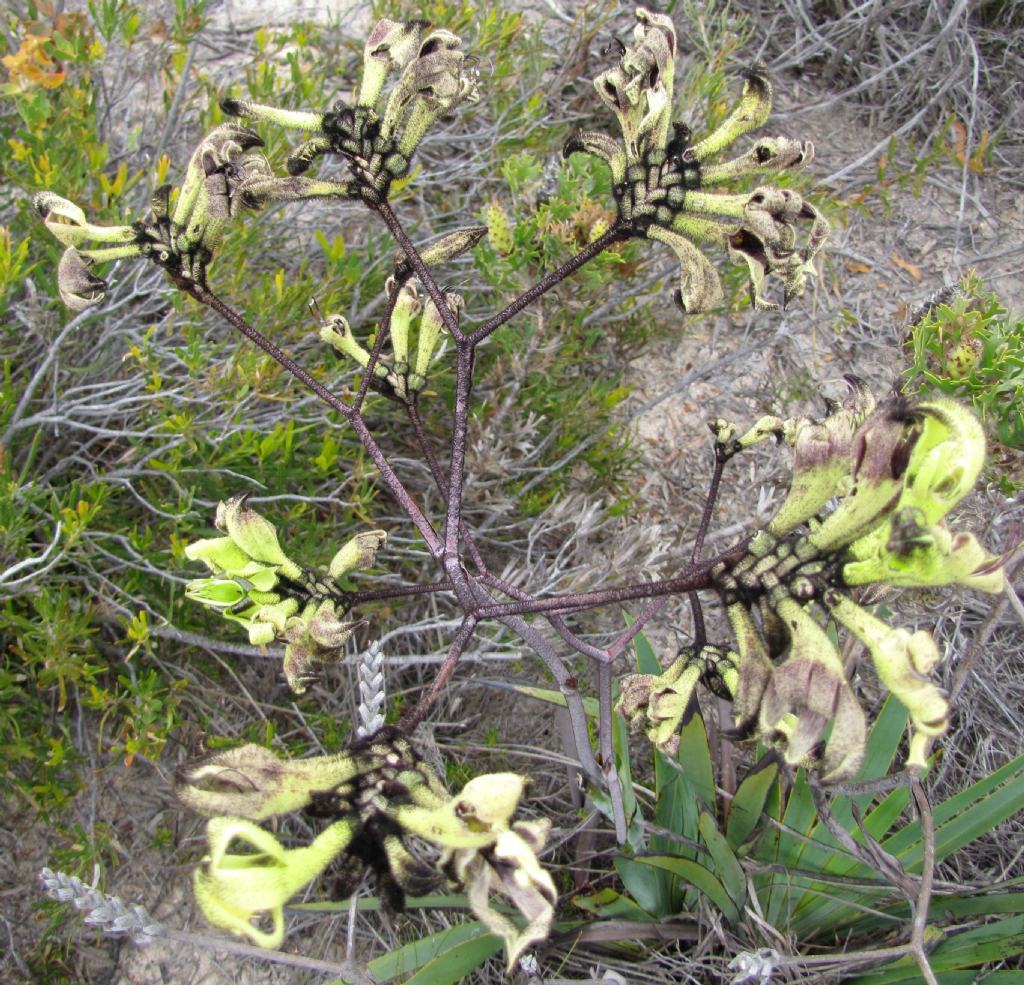 Macropidia fuliginosa (Haemodoraceae) Australia (WA)