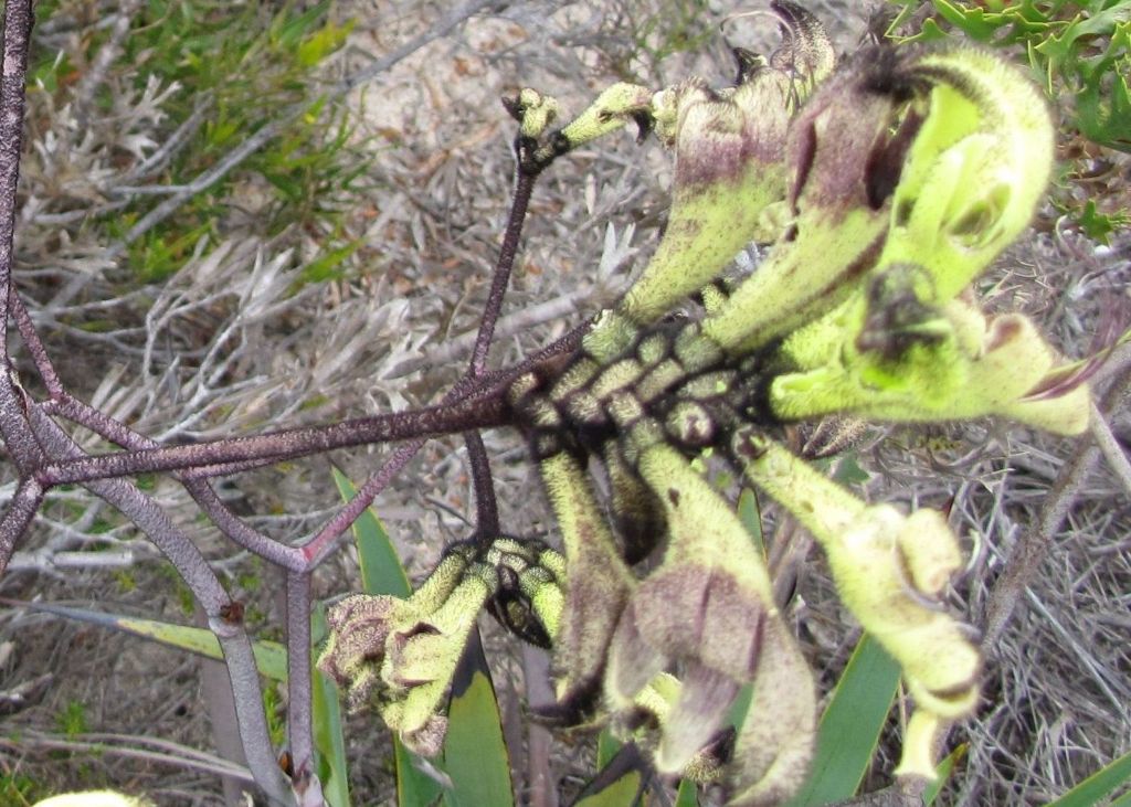 Macropidia fuliginosa (Haemodoraceae) Australia (WA)