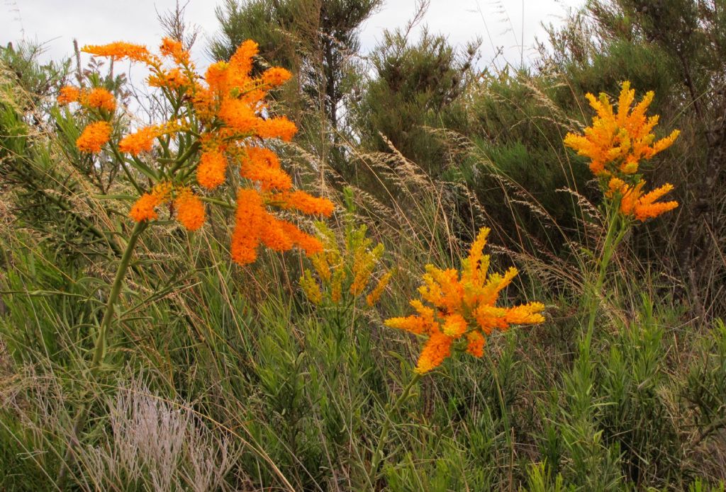 Nuytsia floribuna (Loranthaceae)  - Australia (WA)