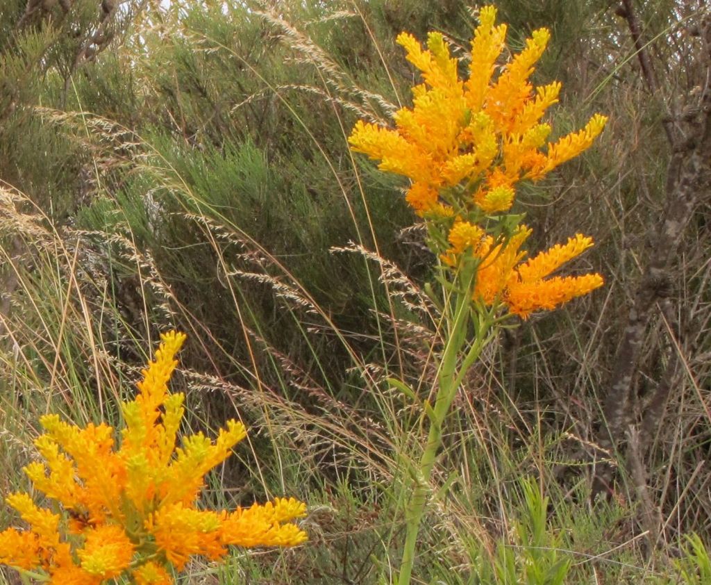 Nuytsia floribuna (Loranthaceae)  - Australia (WA)