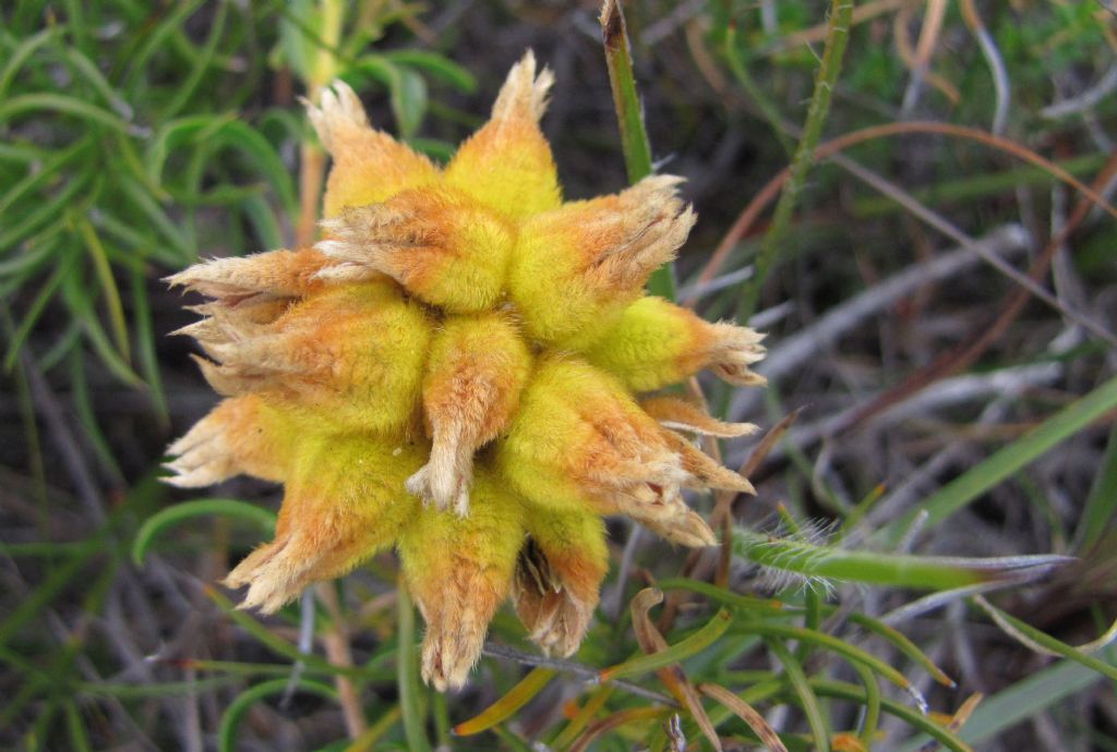 Conostylis sp. (Haemodoraceae)  - Australia (WA)