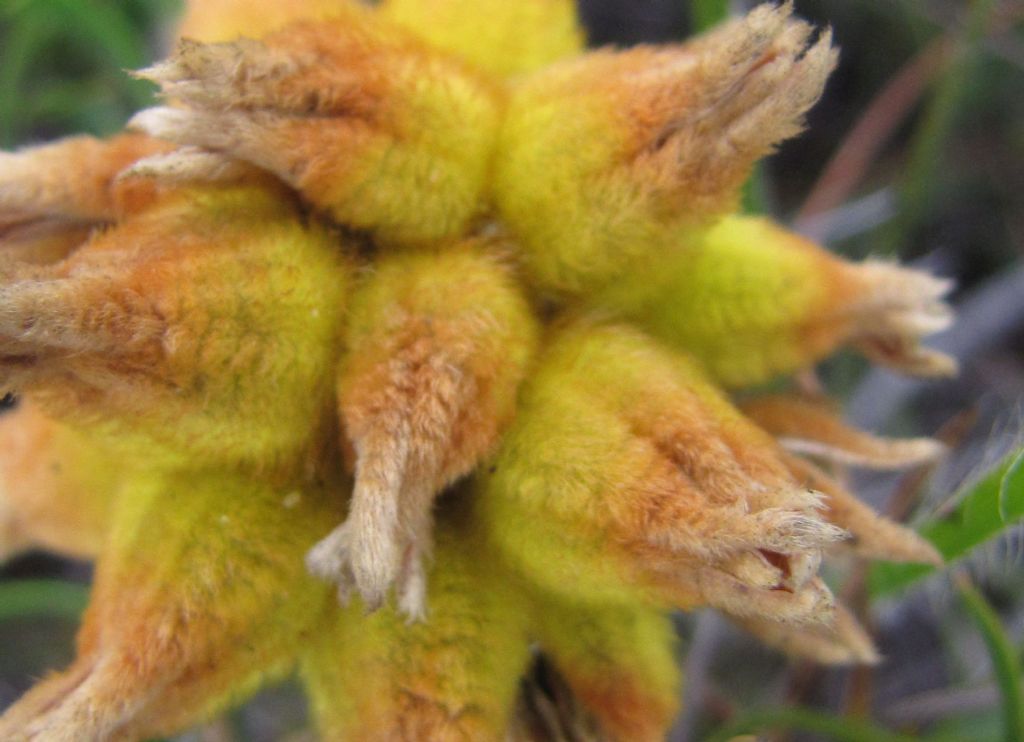 Conostylis sp. (Haemodoraceae)  - Australia (WA)