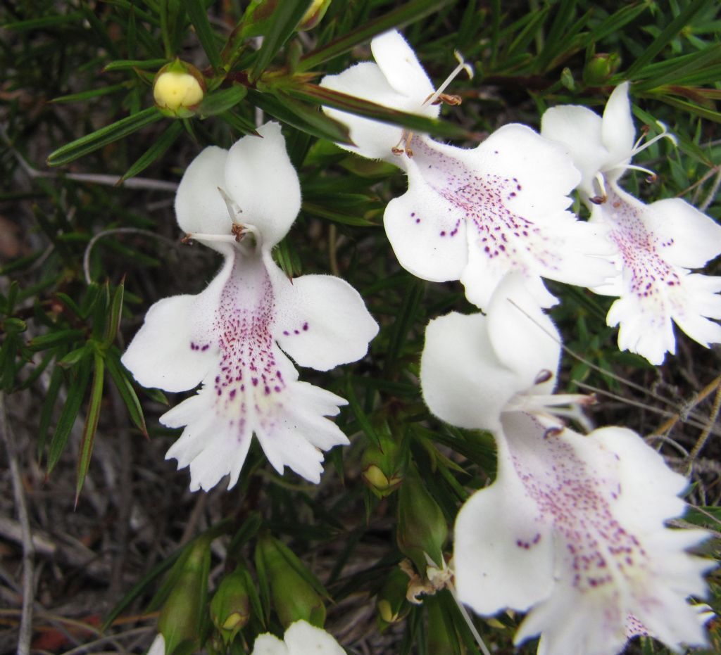 Hemiandra sp. (Lamiaceae) - Australia (WA)