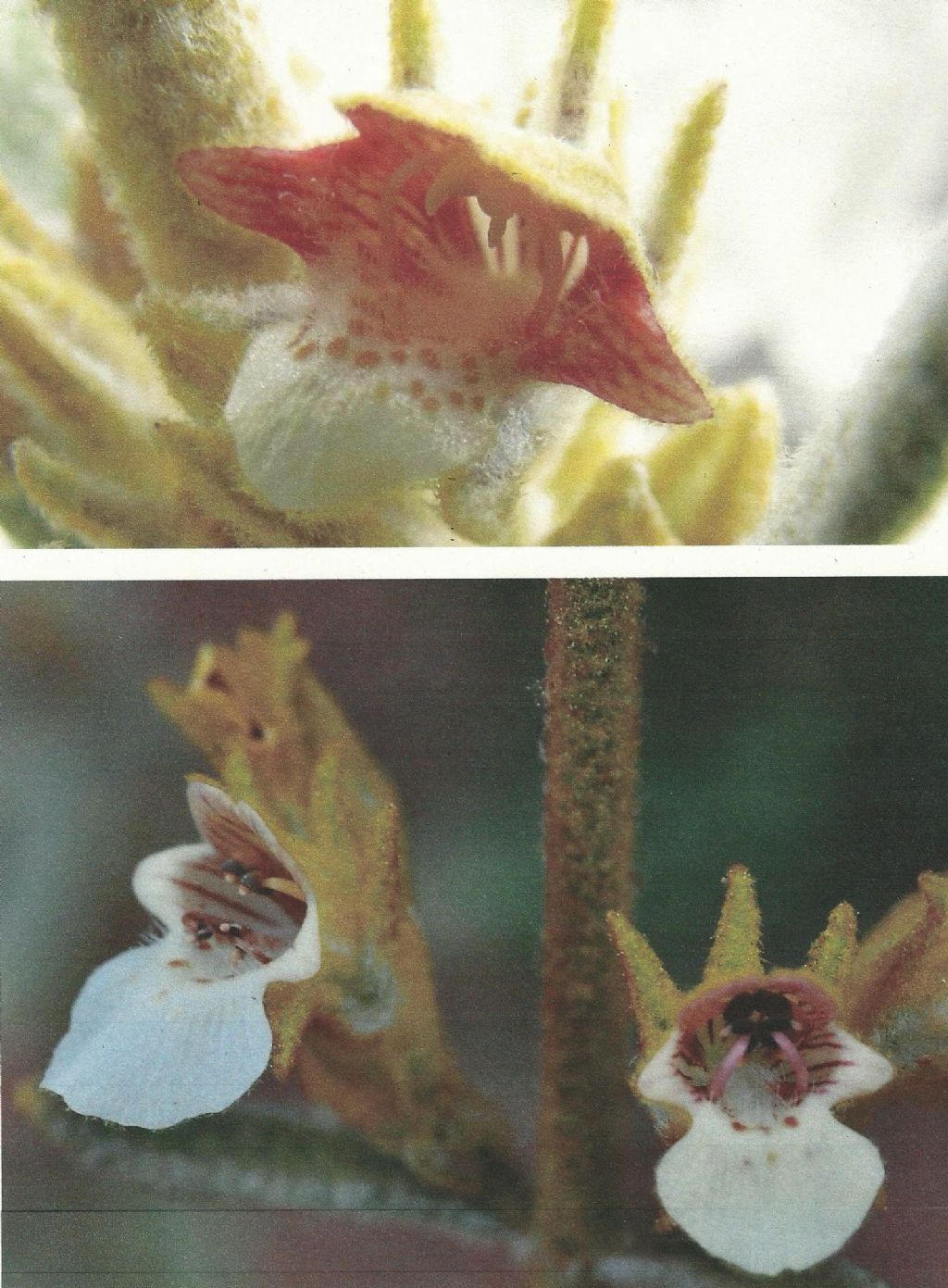 Pityrodia verbascina  (Lamiaceae) - Australai (WA)