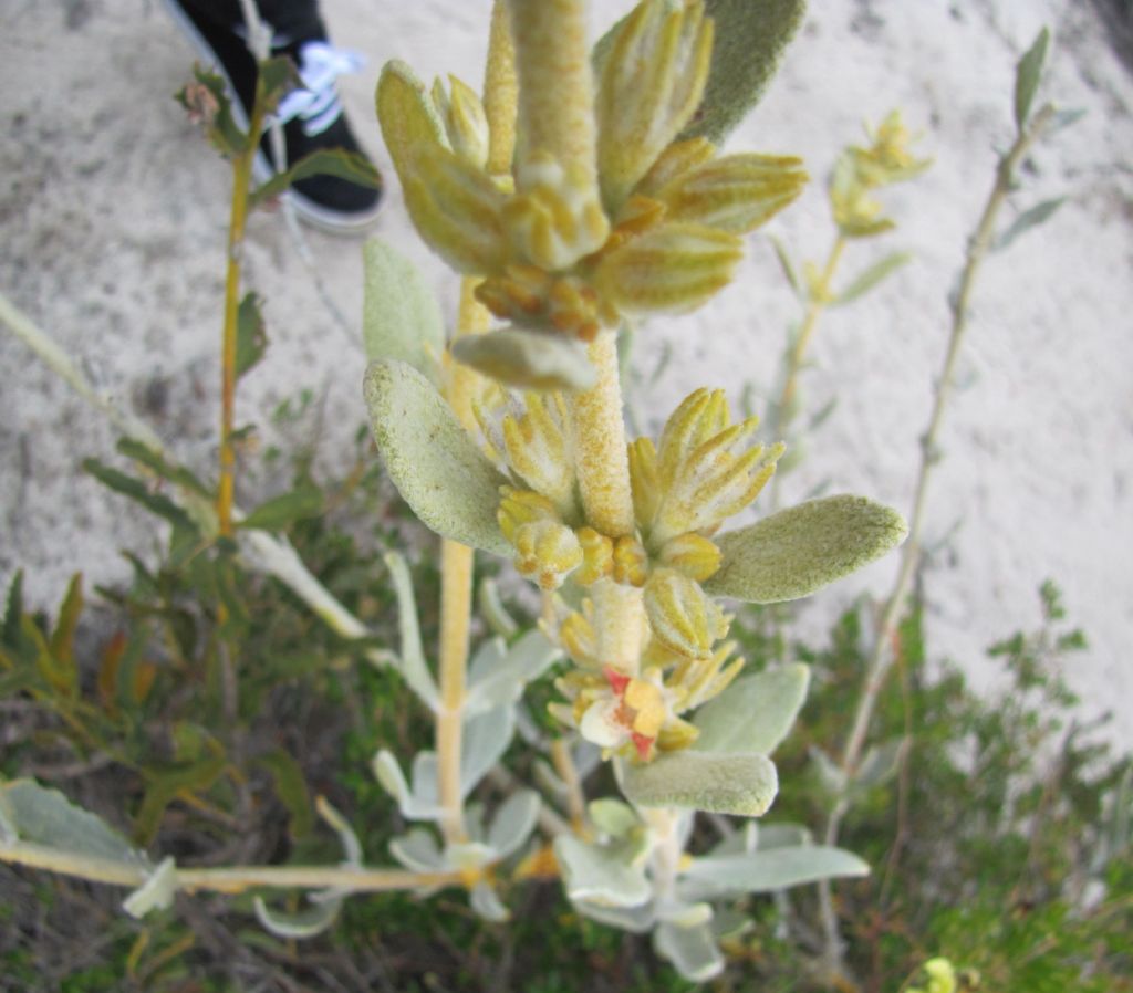 Pityrodia verbascina  (Lamiaceae) - Australai (WA)