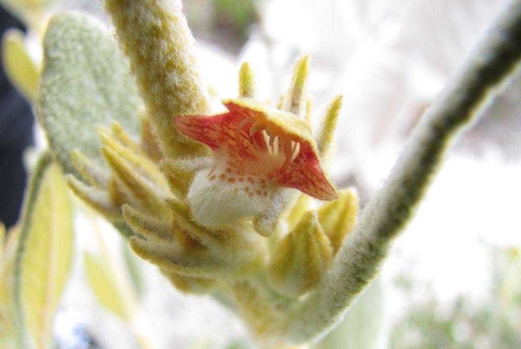 Pityrodia verbascina  (Lamiaceae) - Australai (WA)