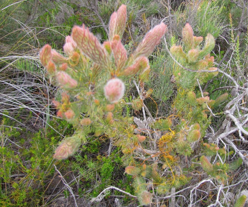 Pianta australiana -  Proteaceae: cfr. Adenanthos cygnorum ?