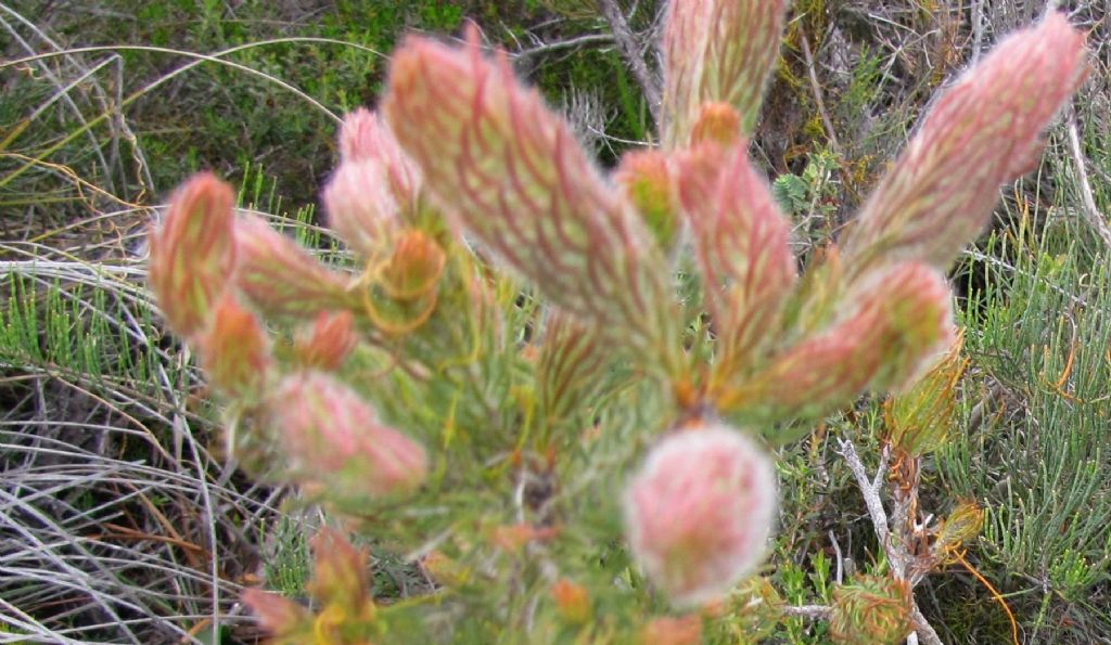 Pianta australiana -  Proteaceae: cfr. Adenanthos cygnorum ?