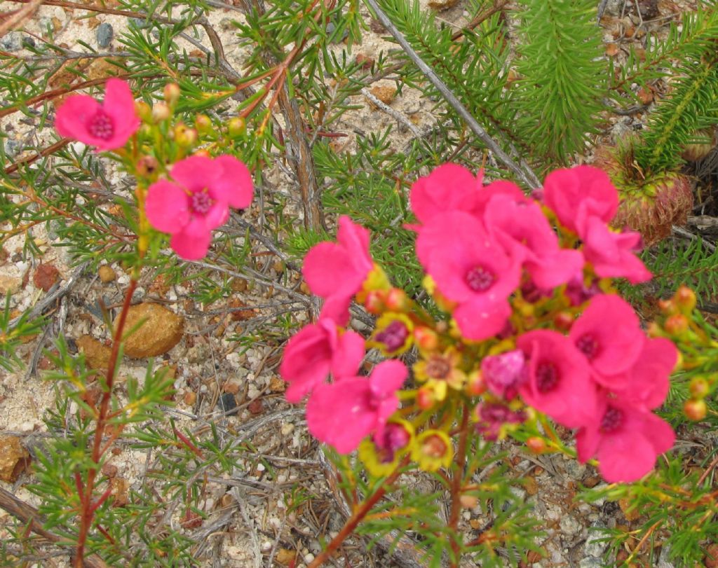 Pileanthus filifolius (Myrtaceae)  - Australia (WA)