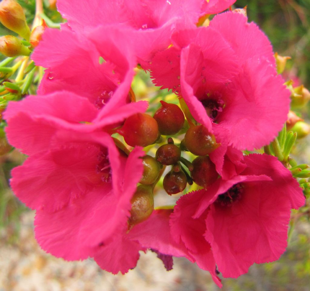 Pileanthus filifolius (Myrtaceae)  - Australia (WA)