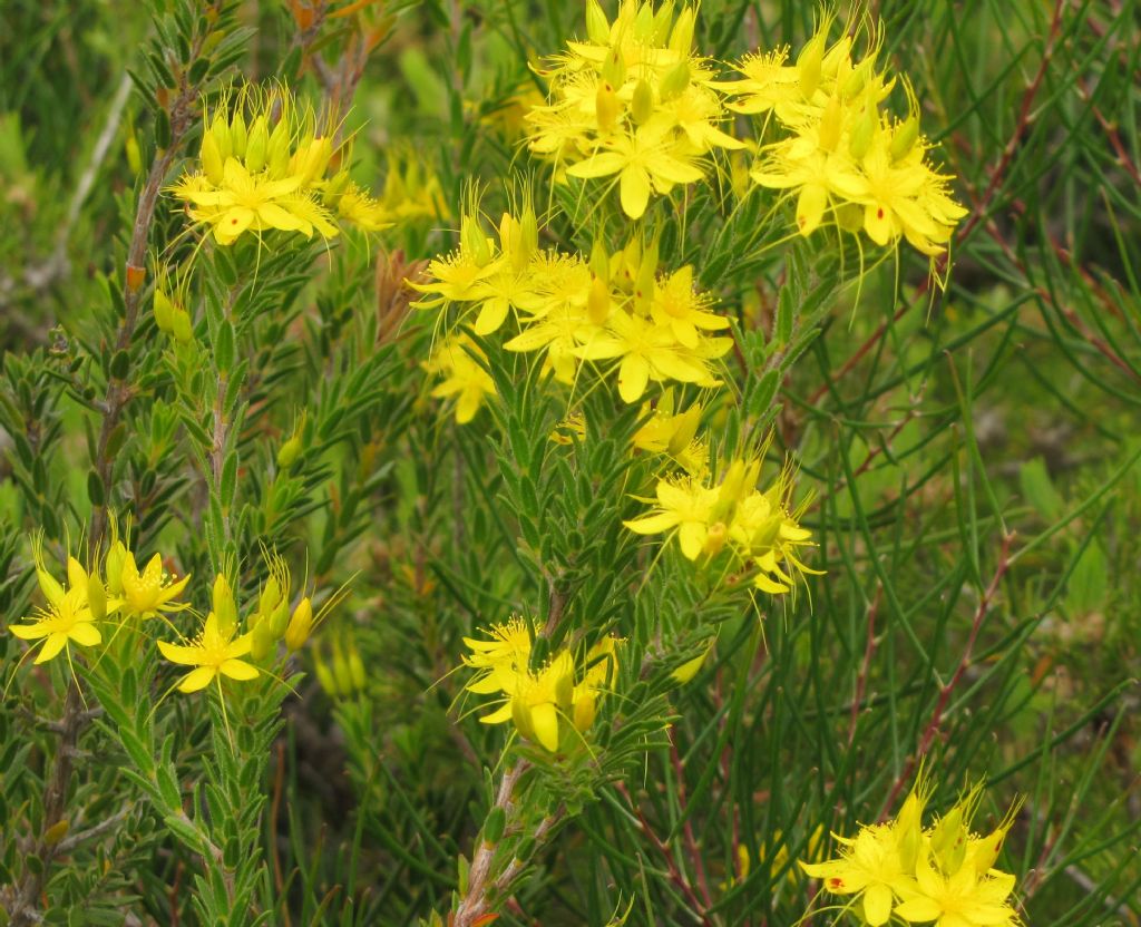 Calytrix aurea (Myrtaceae)  -  Australia (WA)